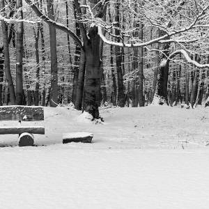Een bankje in de sneeuw in het Brachterwald
