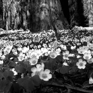 Een bloemenveld vlak bij de Sequoia-farm