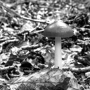 Een kleine paddenstoel onder een oude eik