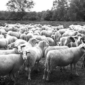 Een kudde schapen bij het Hühnerkamp