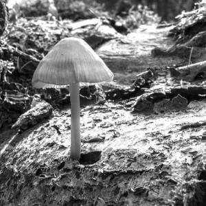 Een paddenstoel groeit uit een boomstronk