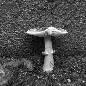 Eenzame paddenstoel voor een traptrede