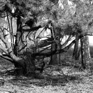 Oude dennenboom in het Brachterwald